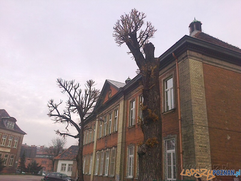 te drzewa nie ożyją na wiosnę  Foto: Janusz Ludwiczak/lazarz.pl