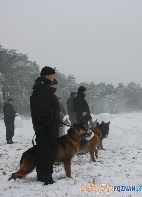 Psy Policji w Poznaniu  Foto: KM Policji w Poznaniu