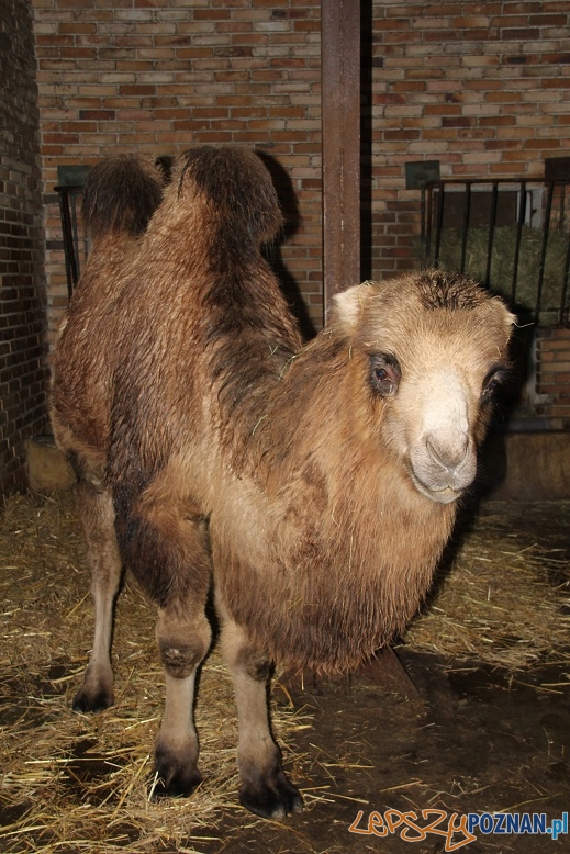 Wielbladzica Wessa  Foto: ZOO Poznań