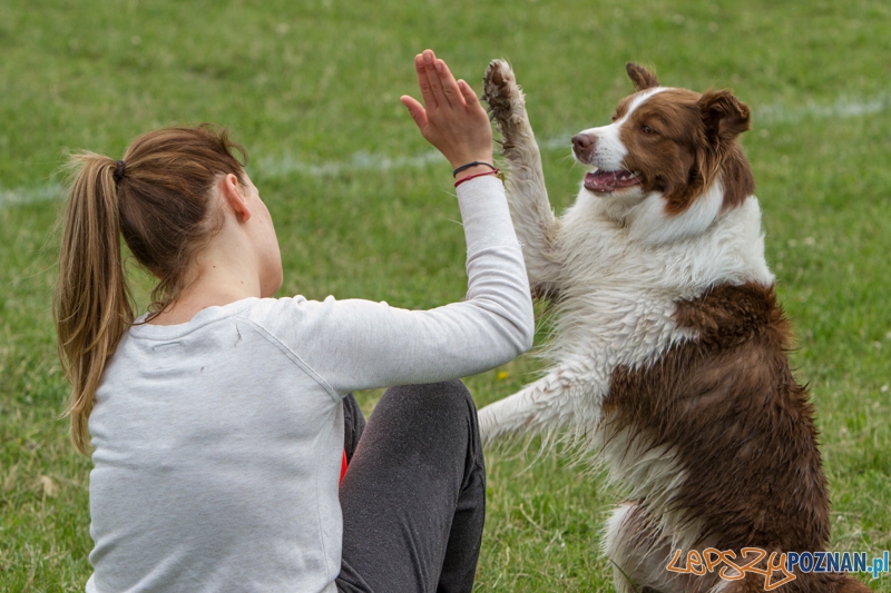 Dog Chow Disc Cup 2014 - Poznań 14.06.2014 r.  Foto: LepszyPOZNAN.pl / Paweł Rychter