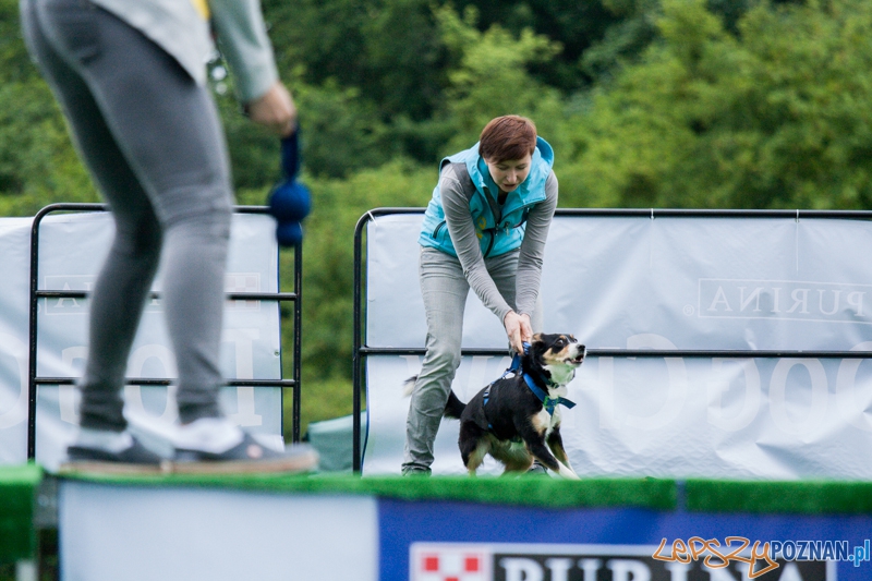 Dog Chow Disc Cup 2014 (14.06.2014)  Foto: © lepszyPOZNAN.pl / Karolina Kiraga