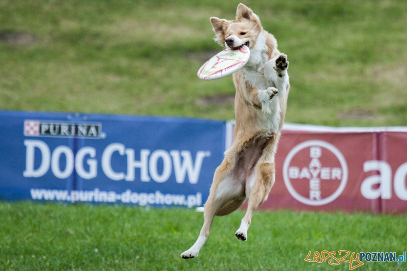 Dog Chow Disc Cup 2014 (14.06.2014)  Foto: © lepszyPOZNAN.pl / Karolina Kiraga