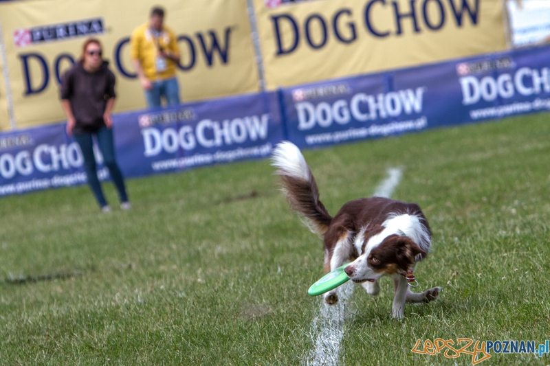 Dog Chow Disc Cup 2014 - Poznań 14.06.2014 r.  Foto: LepszyPOZNAN.pl / Paweł Rychter