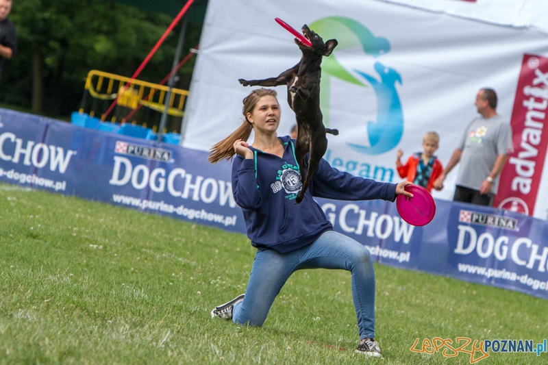 Dog Chow Disc Cup 2014 - Poznań 14.06.2014 r.  Foto: LepszyPOZNAN.pl / Paweł Rychter