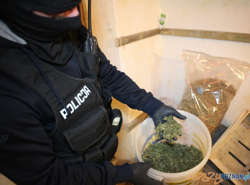 Zabezpieczony susz narkotyków  Foto: materiały policyjne