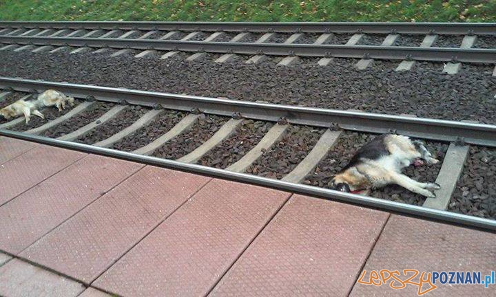 Zabite kejtry w Gułtowach  Foto:  Straż dla Zwierząt w Polsce