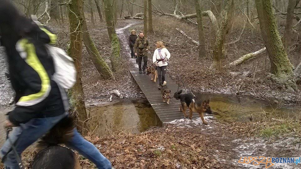 Dogtrekking przy Łysym Młynie  Foto: https://www.facebook.com/DogtrekkingWielkopolski