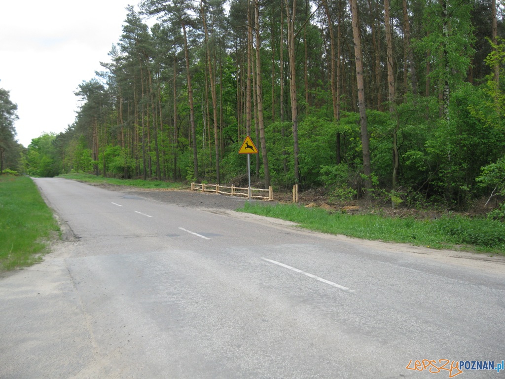 Parking leśny  Foto: Straż Miejska Miasta Poznania
