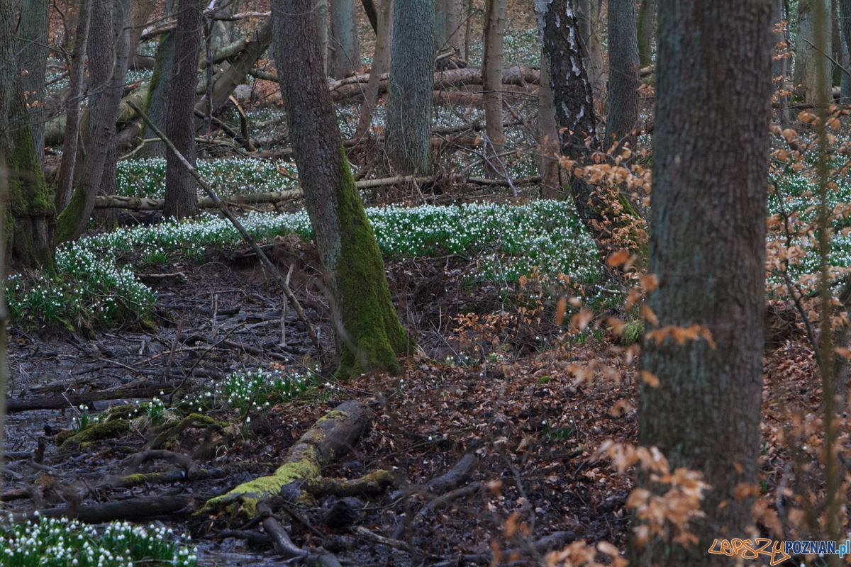 Śnieżycowy Jar  Foto: LepszyPOZNAN.pl / Paweł Rychter