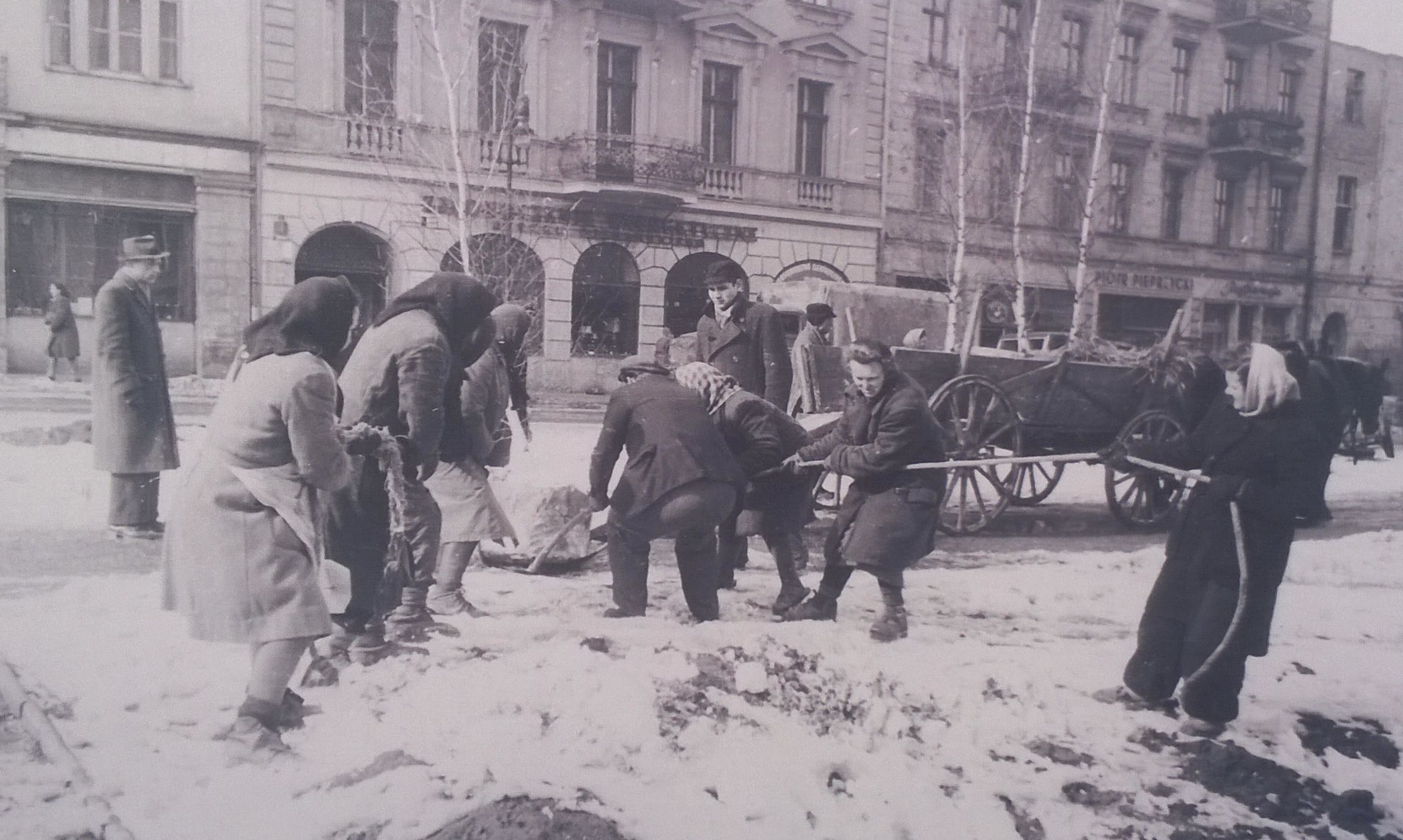 Sadzenie brzóz w Alejach Marcinkowskiego - 11 marca 1949  Foto: Miejski Konserwator Zabytków