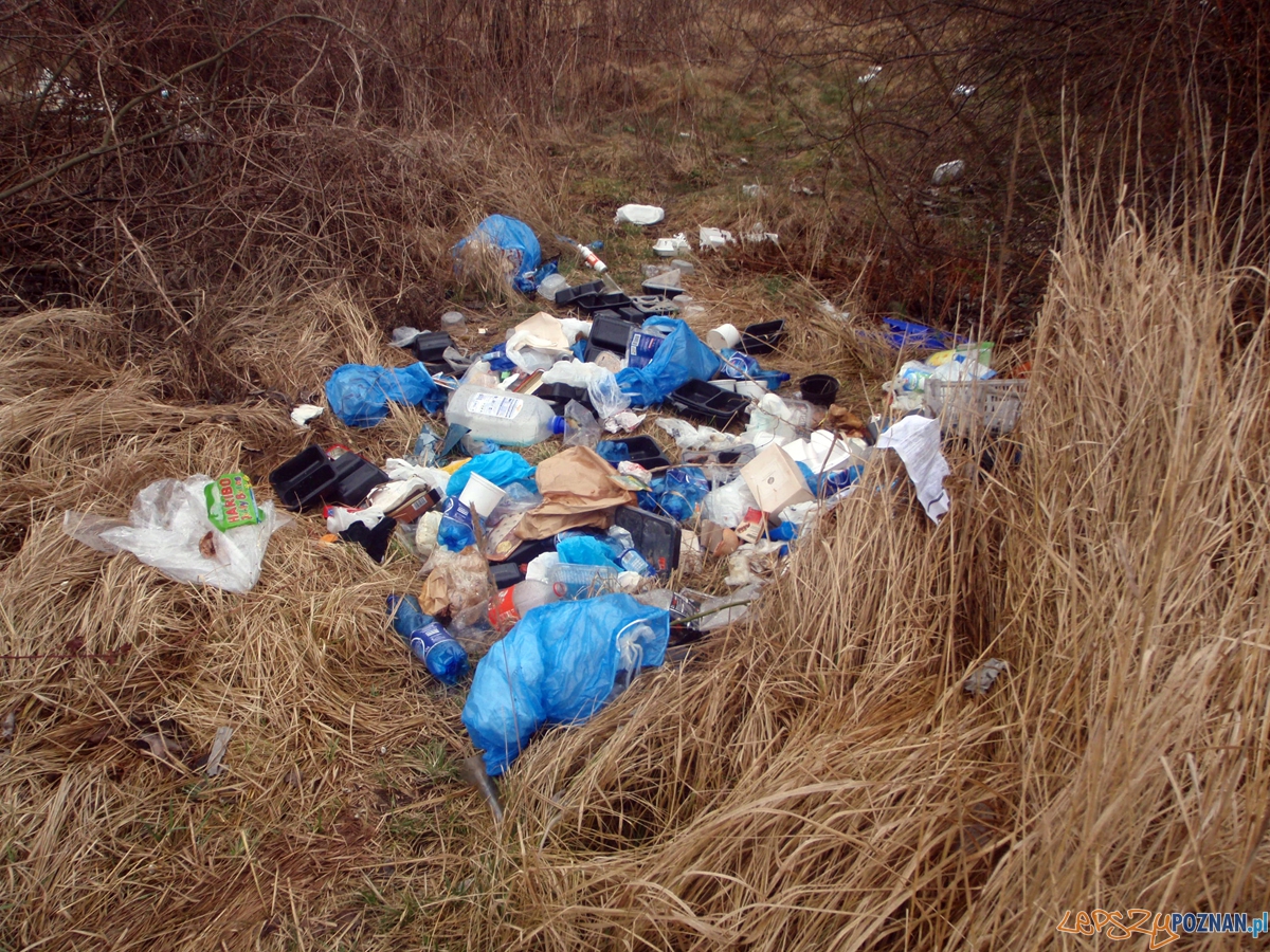 Zaśmiecone ogródki  Foto: SMP