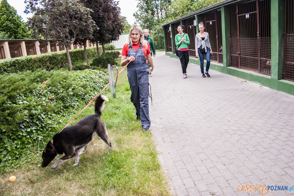 51. urodziny schroniska w Poznaniu (30.05.2015)  Foto: © lepszyPOZNAN.pl / Karolina Kiraga