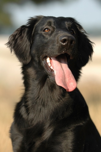 Flatcoat_retriever  Foto: wikipedia