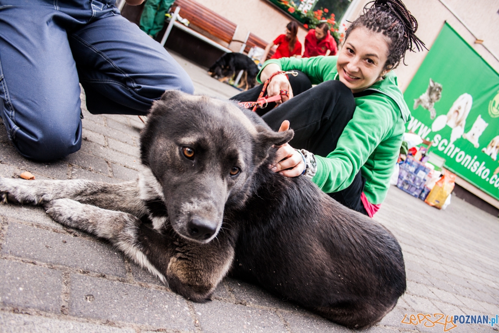 51. urodziny schroniska w Poznaniu (30.05.2015)  Foto: © Karolina Kiraga