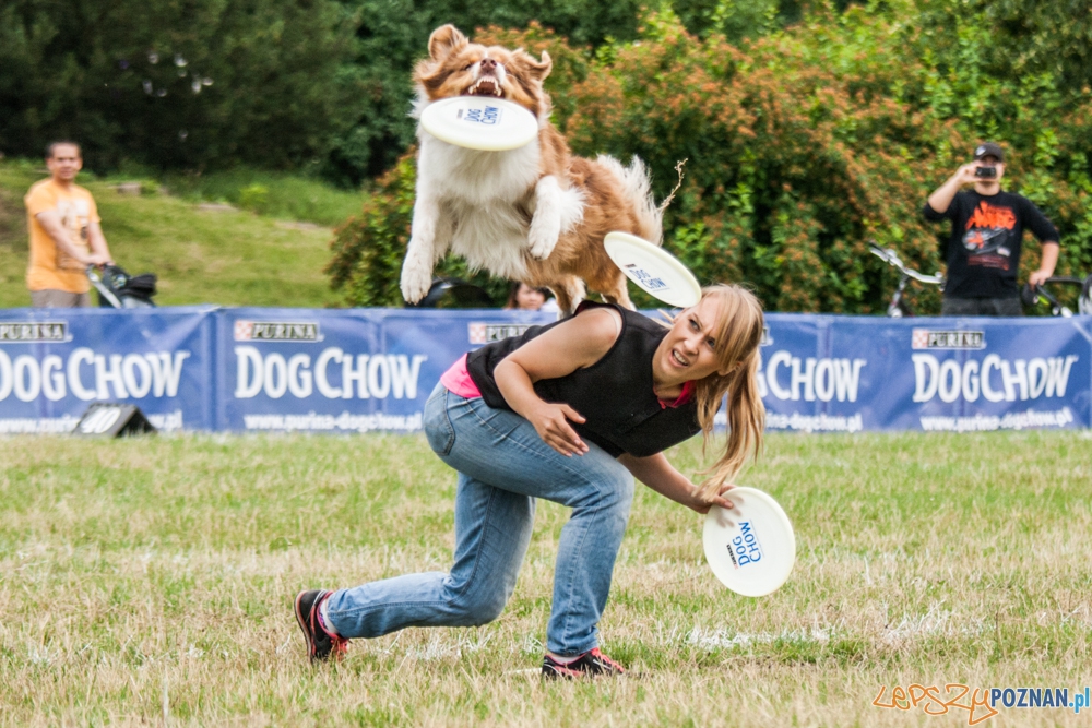 Dog Chow Disc Cup (27.06.2015) Cytadela  Foto: © lepszyPOZNAN.pl / Karolina Kiraga