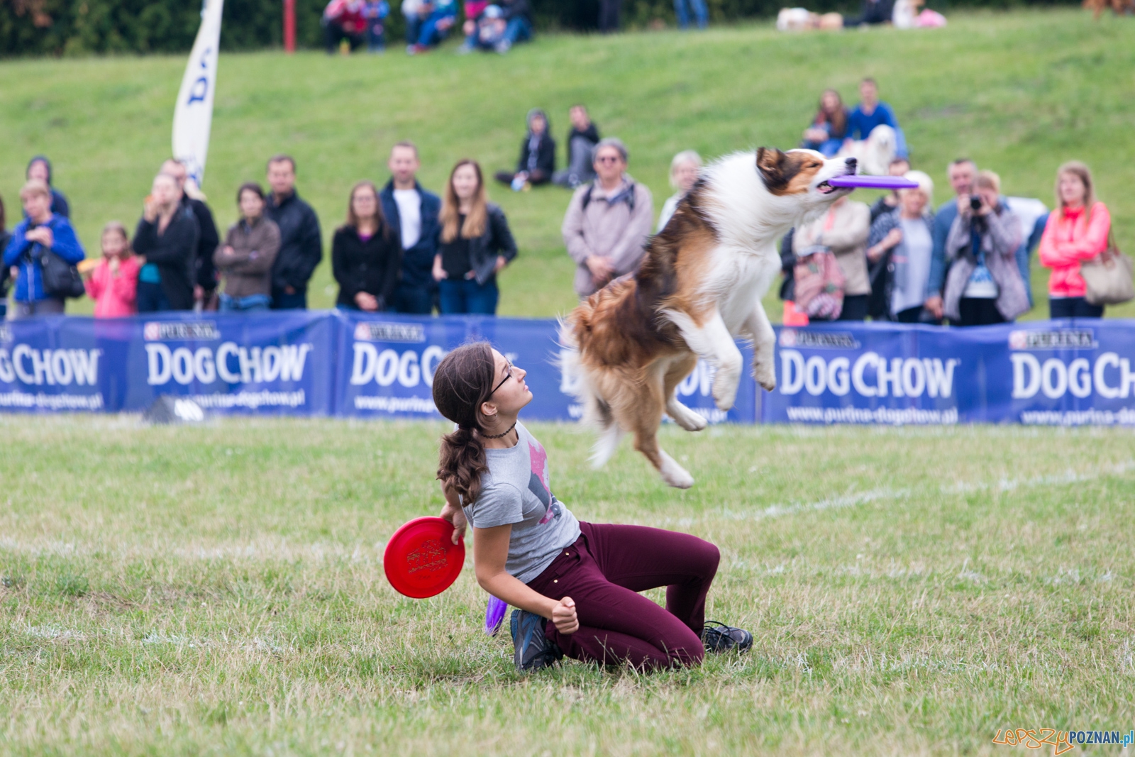 Dog Chow Disc Cup 2015  Foto: lepszyPOZNAN.pl / Piotr Rychter