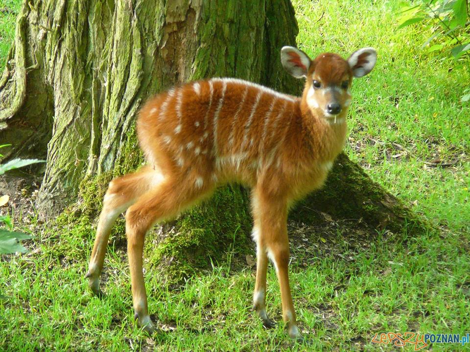 sitatunga  Foto: ZOO Poznań