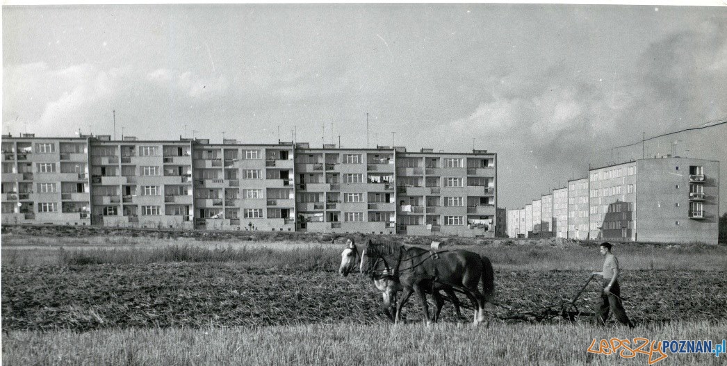 Ul. Orzechowa na Dębcu, lata 60.te  Foto: J. Korpal / MKZ