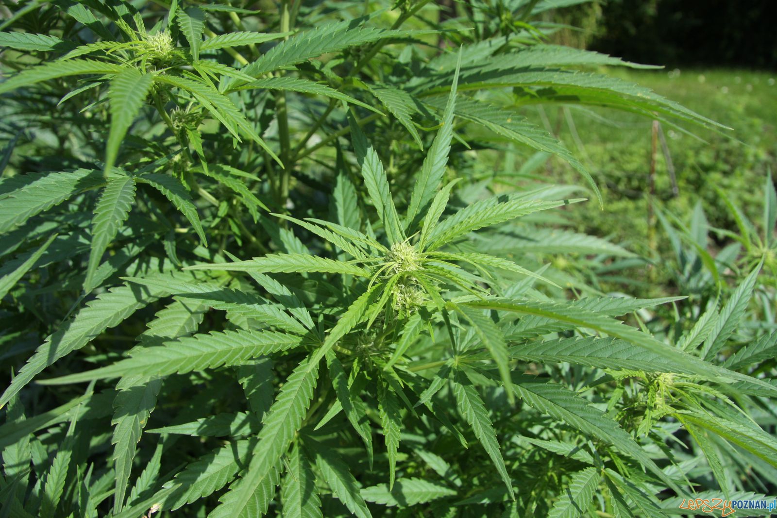 Konopie - Cannabis sativa  Foto: wikipedia
