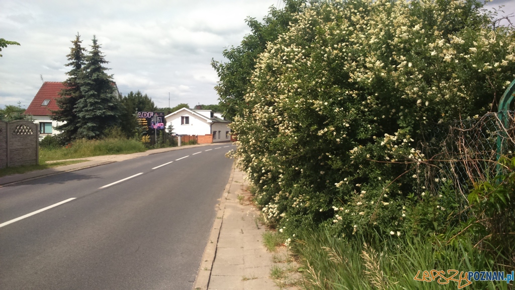 Zarośnięty chodnik w Kiekrzu  Foto: Straż Miejska