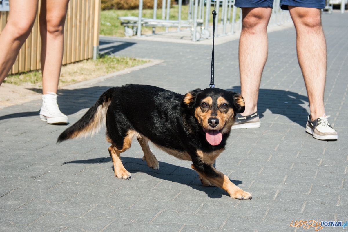 Pierwszy parking dla psów w Poznaniu (21.08.2015) Franowo  Foto: © Karolina Kiraga