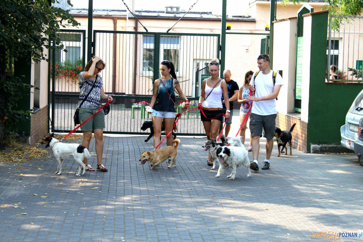 Akcja Smycz dla psiaka - spacer w Poznaniu (1)  Foto: materiały prasowe