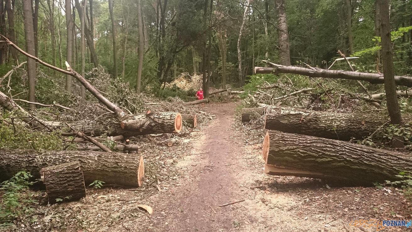 Sprzątanie po nawałnicy  Foto: ZLP