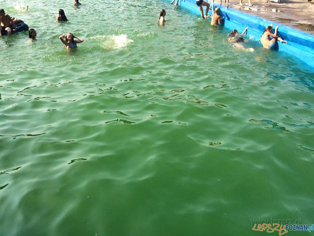 Zielona woda w basenie  Foto: lazarz.pl / Daria Maj