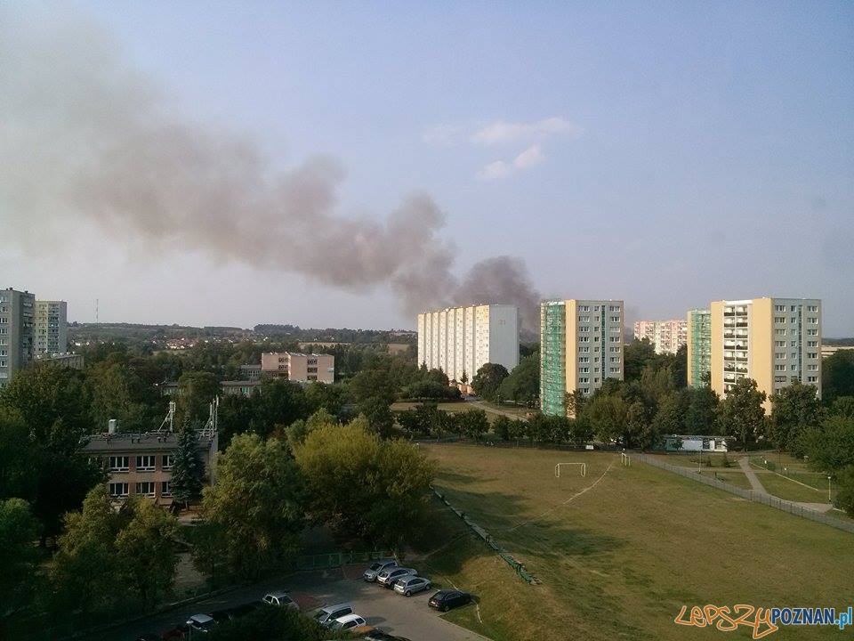 Potężny pól traw na Morasku  Foto: Piotr Kaczmarek