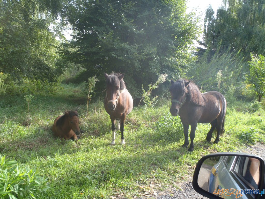 Kucyki z Piątkowa  Foto: Straż Miejska 