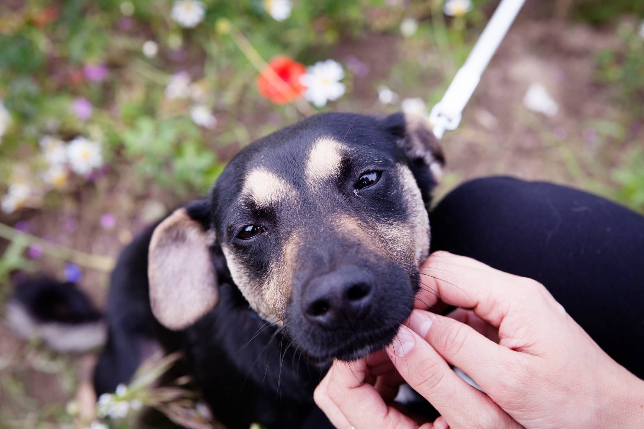 Na pomoc zwierzakom  Foto: Fundacja Zwierzęce Marzenia