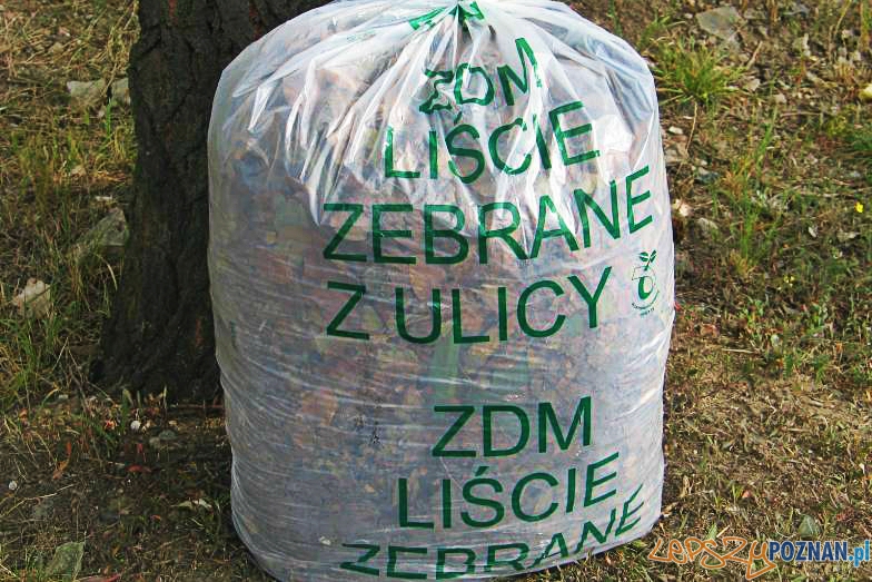 Żółty, jesienny liść... do worka  Foto: ZDM