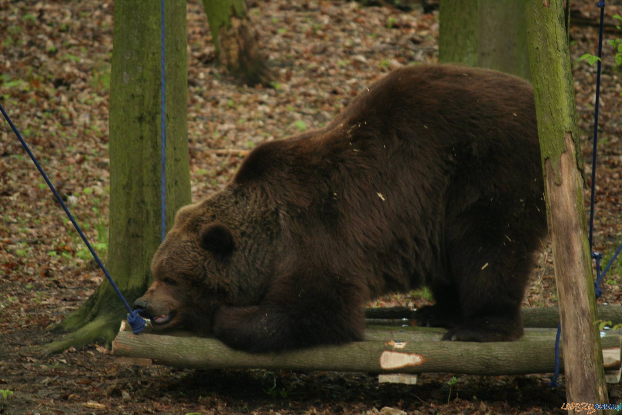 Jest zrzutka dla niedźwiedzi  Foto: Zoo Poznań