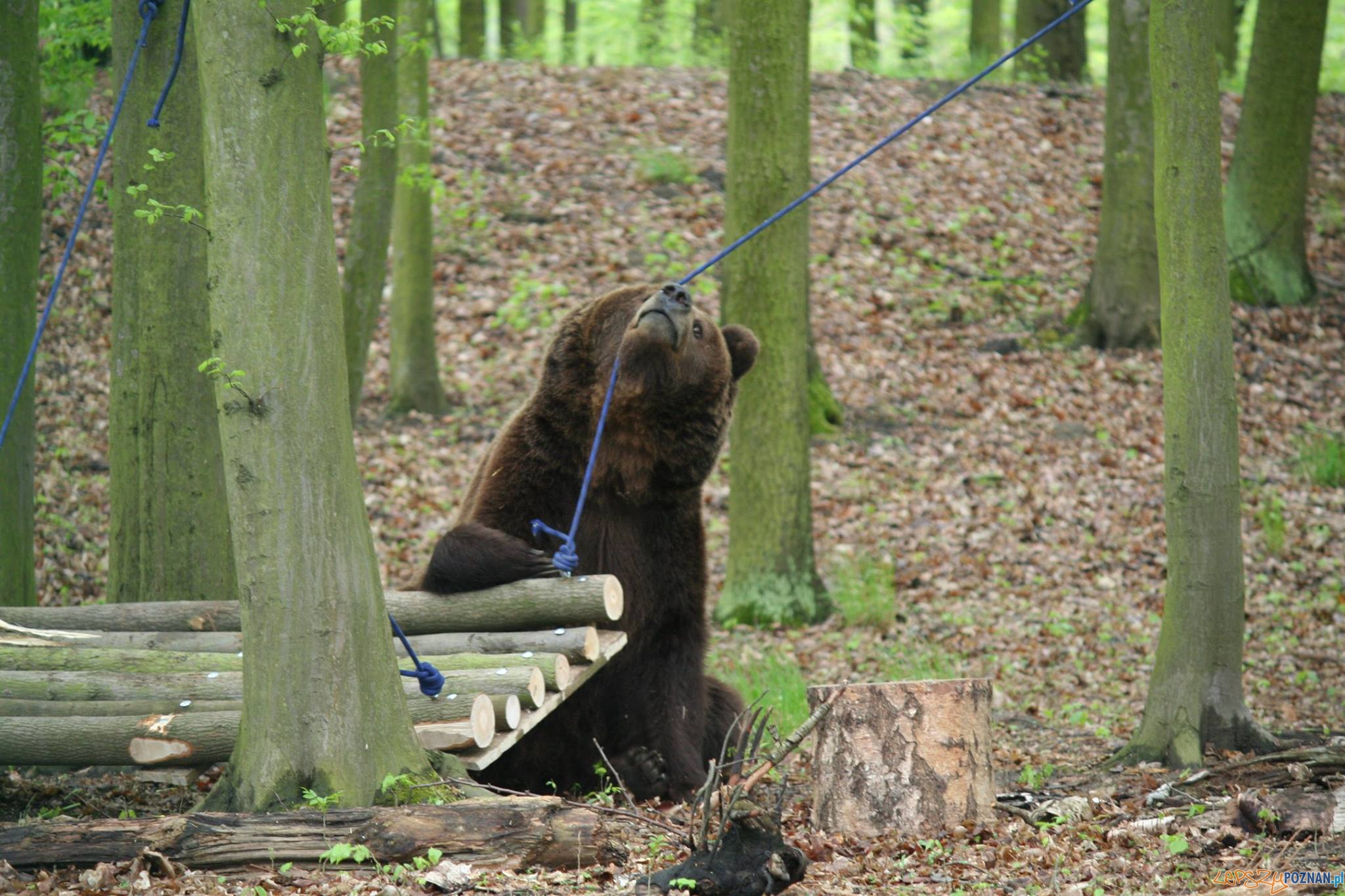 Jest zrzutka dla niedźwiedzi  Foto: Zoo Poznań