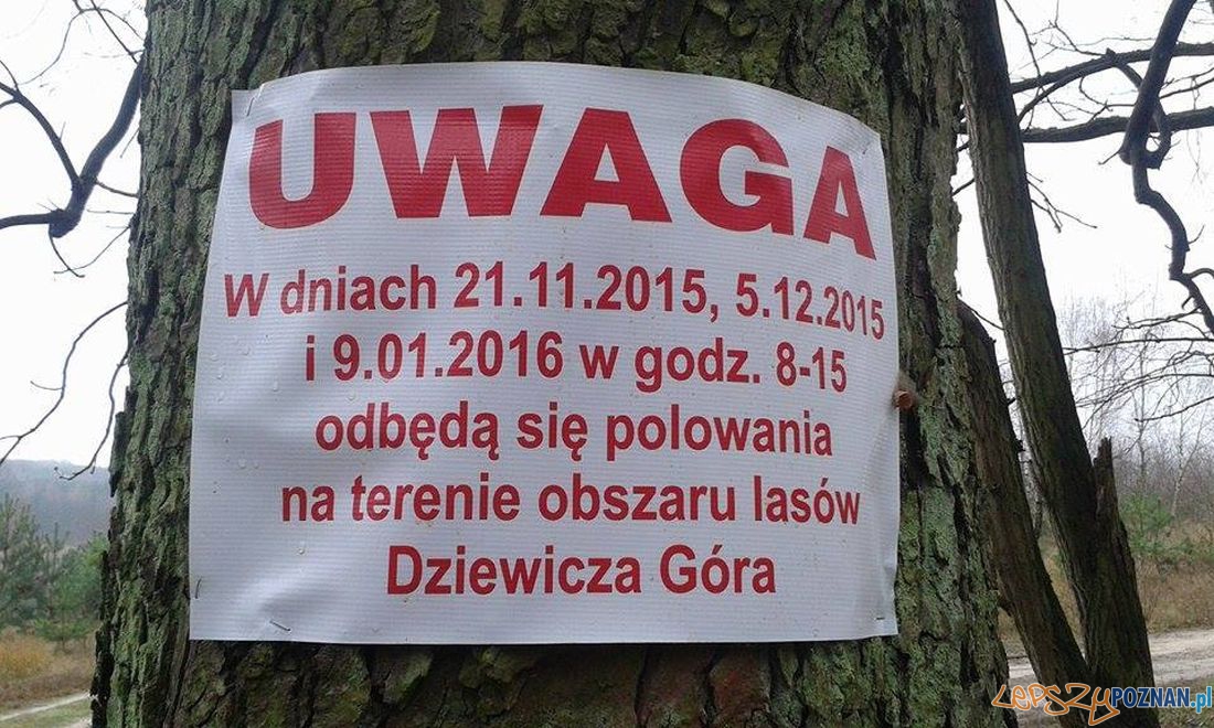 Polowanie na Dziewiczej Górze  Foto: Nie dla Masakry zwierząt w Puszczy Zielonka