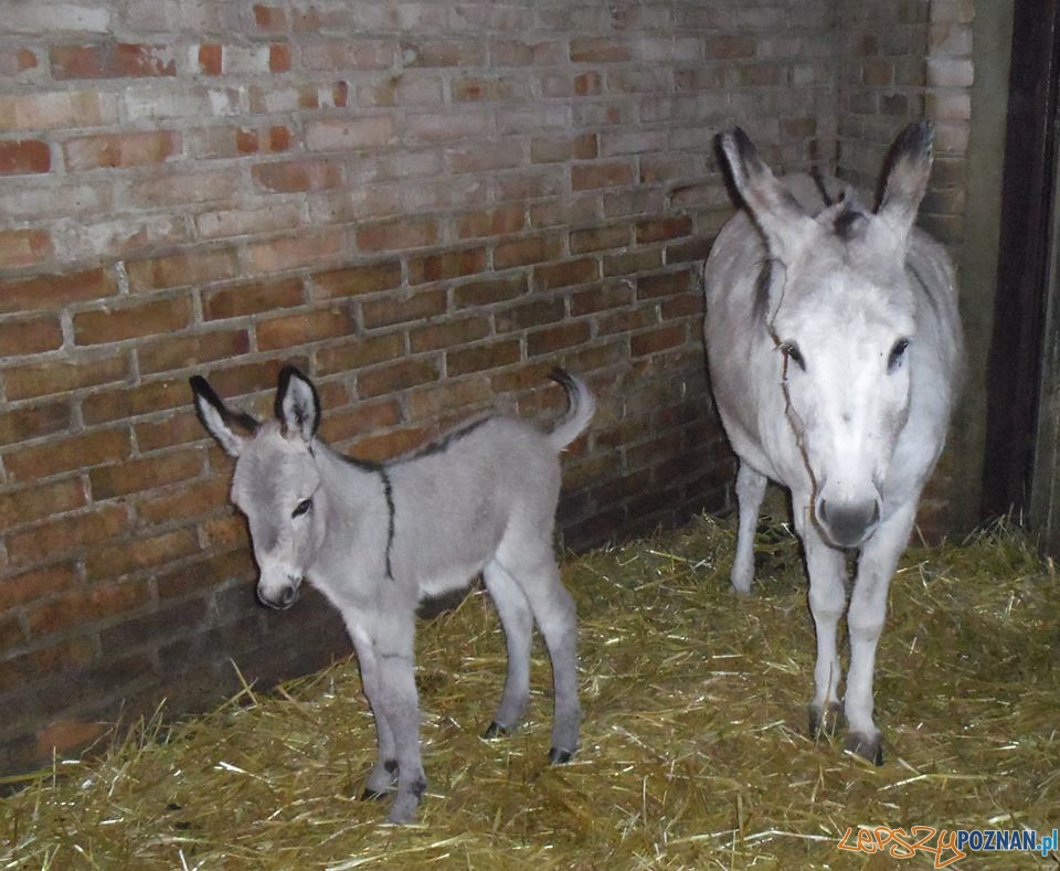 Antonina z młodym osiołkiem  Foto: Poznańskie ZOO