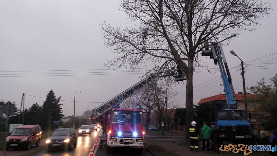 Zawisł na uszkodzonym wysięgniku  Foto: OSP Kostrzyn