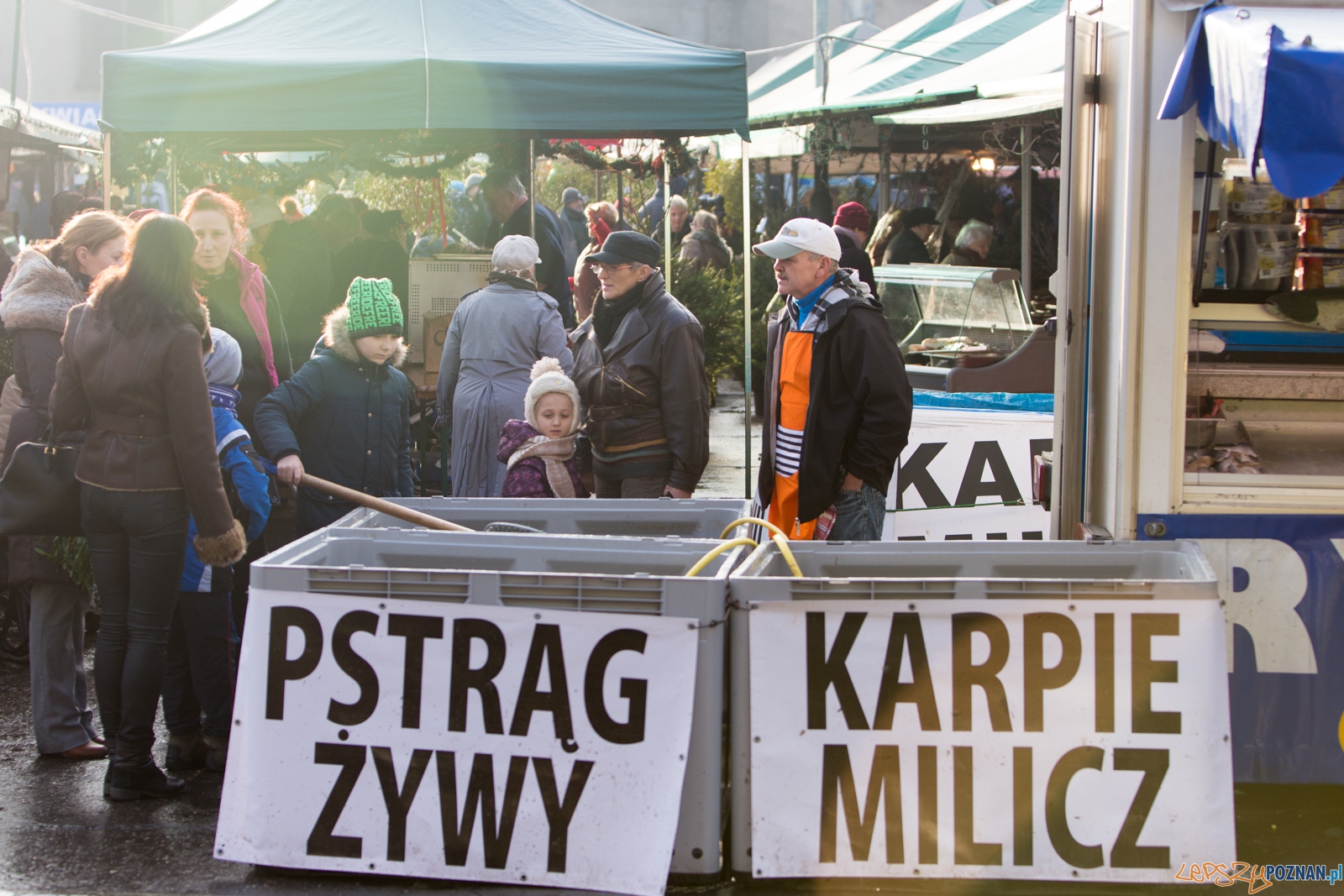 Karpie na rynku Bernardyńskim  Foto: lepszyPOZNAN.pl / Piotr Rychter