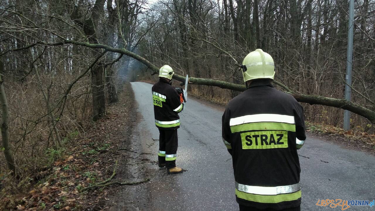 Powalone drzewo w Iwnie  Foto: OSP Kostrzyn