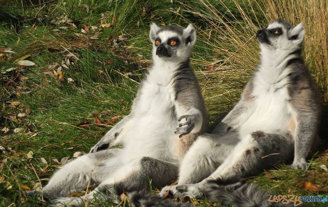 Lemury z poznańskiego ZOO  Foto: ZOO Poznań