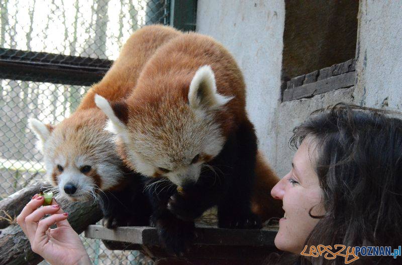 panda mała  Foto: Poznań zoo