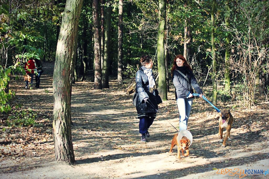 Wyprowadź kejtra ze Schroniska  Foto: Schronisko dla zwierząt w Poznaniu