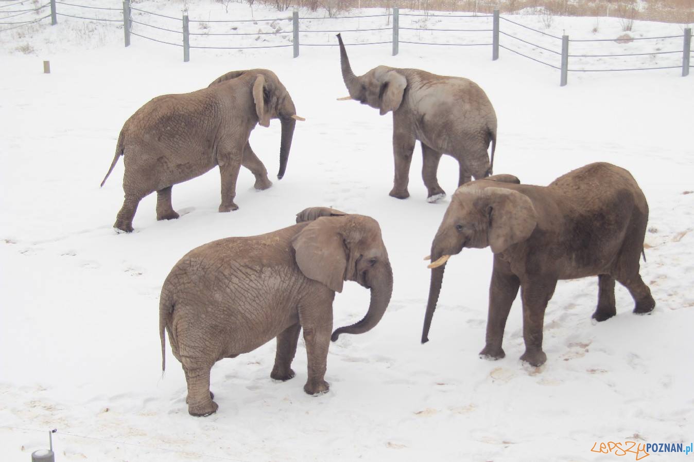 Słonie w poznańskim cologu  Foto: ZOO Poznań