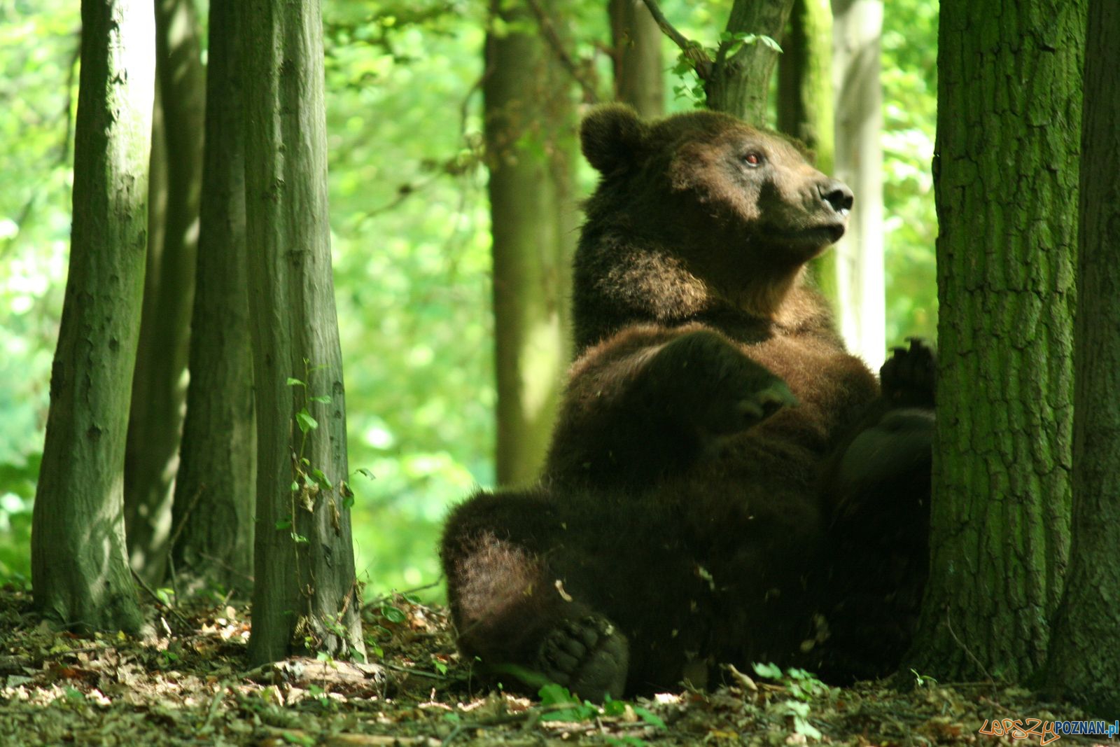 Niedźwiedź Misza z poznańskiego ZOO  Foto: ZOO Poznań