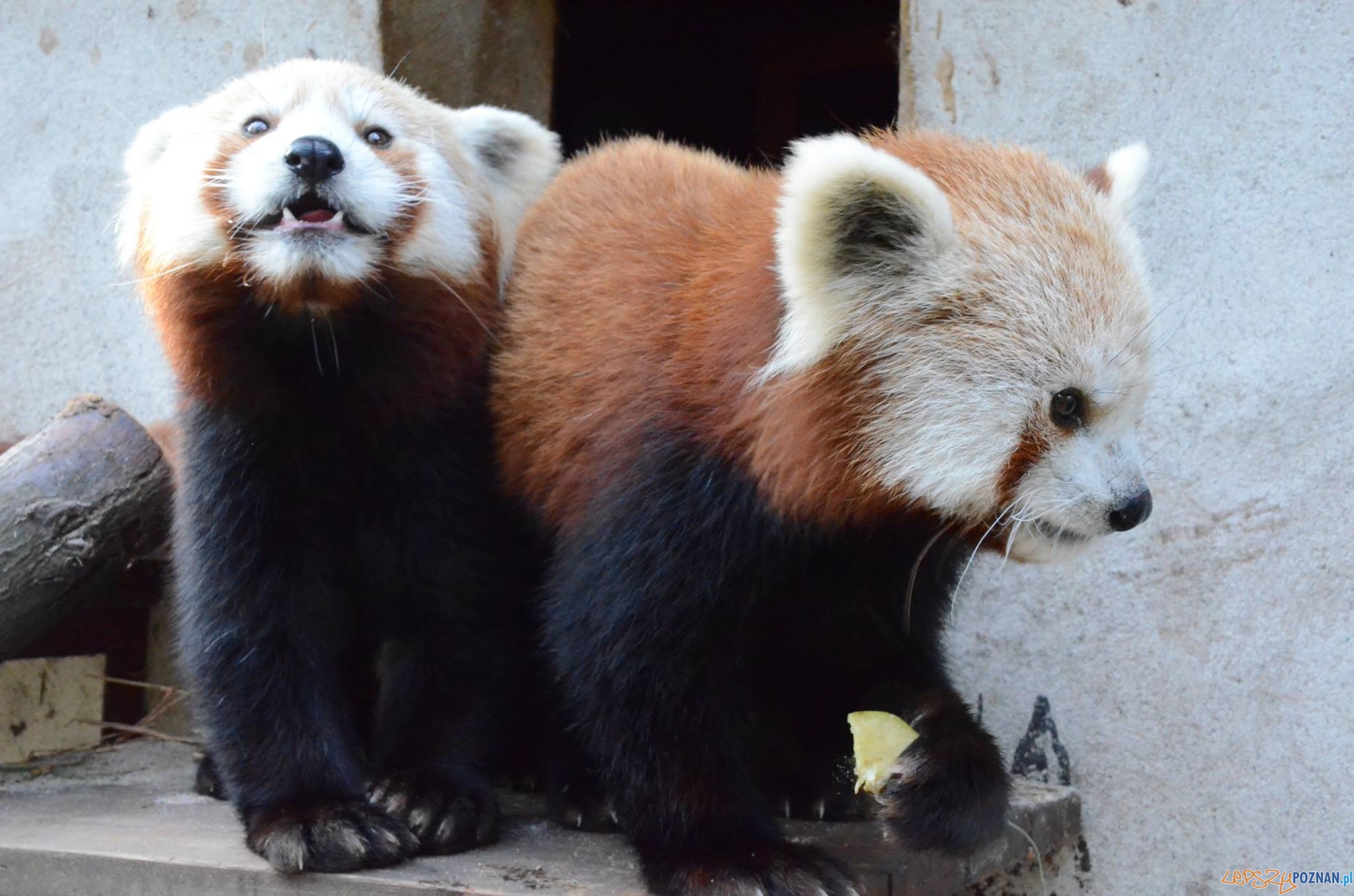 Pandy z cologu mają już swoje imiona  Foto: ZOO w Poznaniu