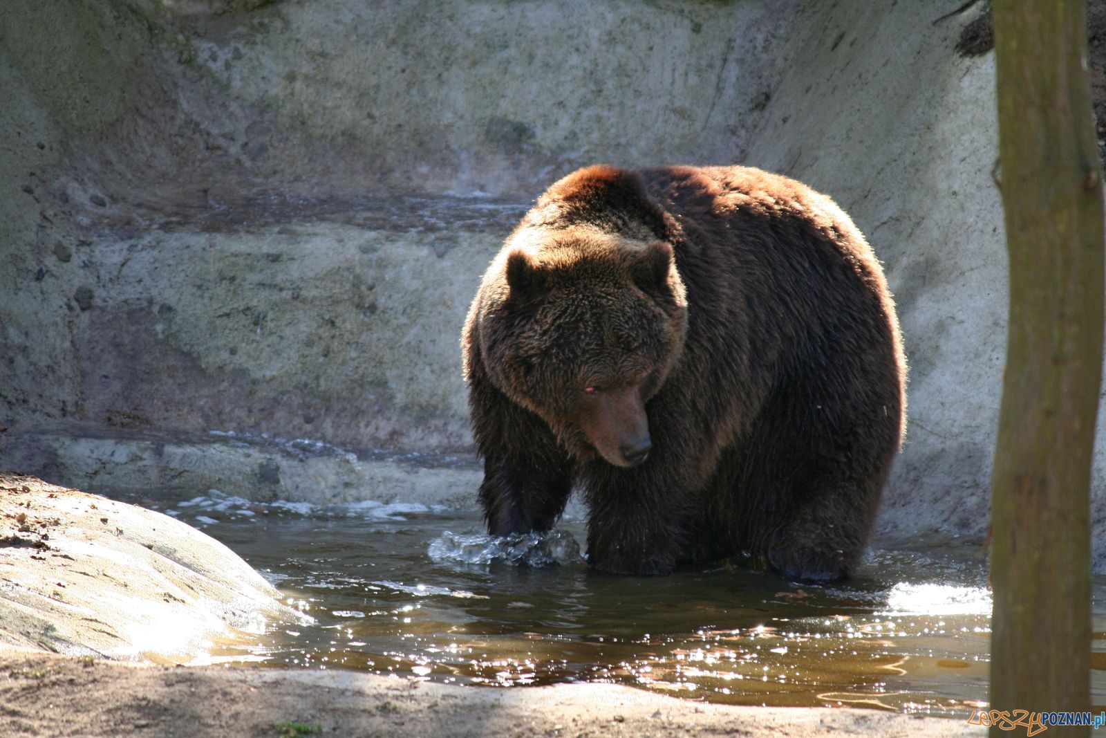 Niedźwiedź Misza z poznańskiego ZOO  Foto: ZOO Poznań