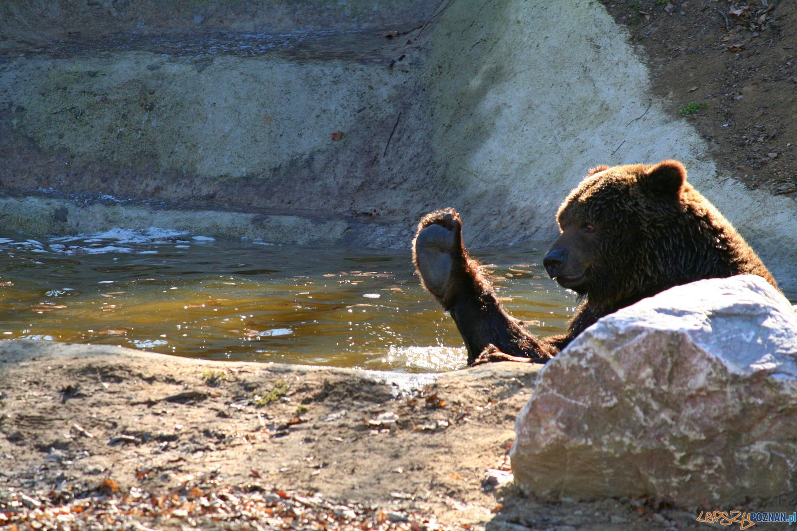 Niedźwiedź Misza z poznańskiego ZOO  Foto: ZOO Poznań