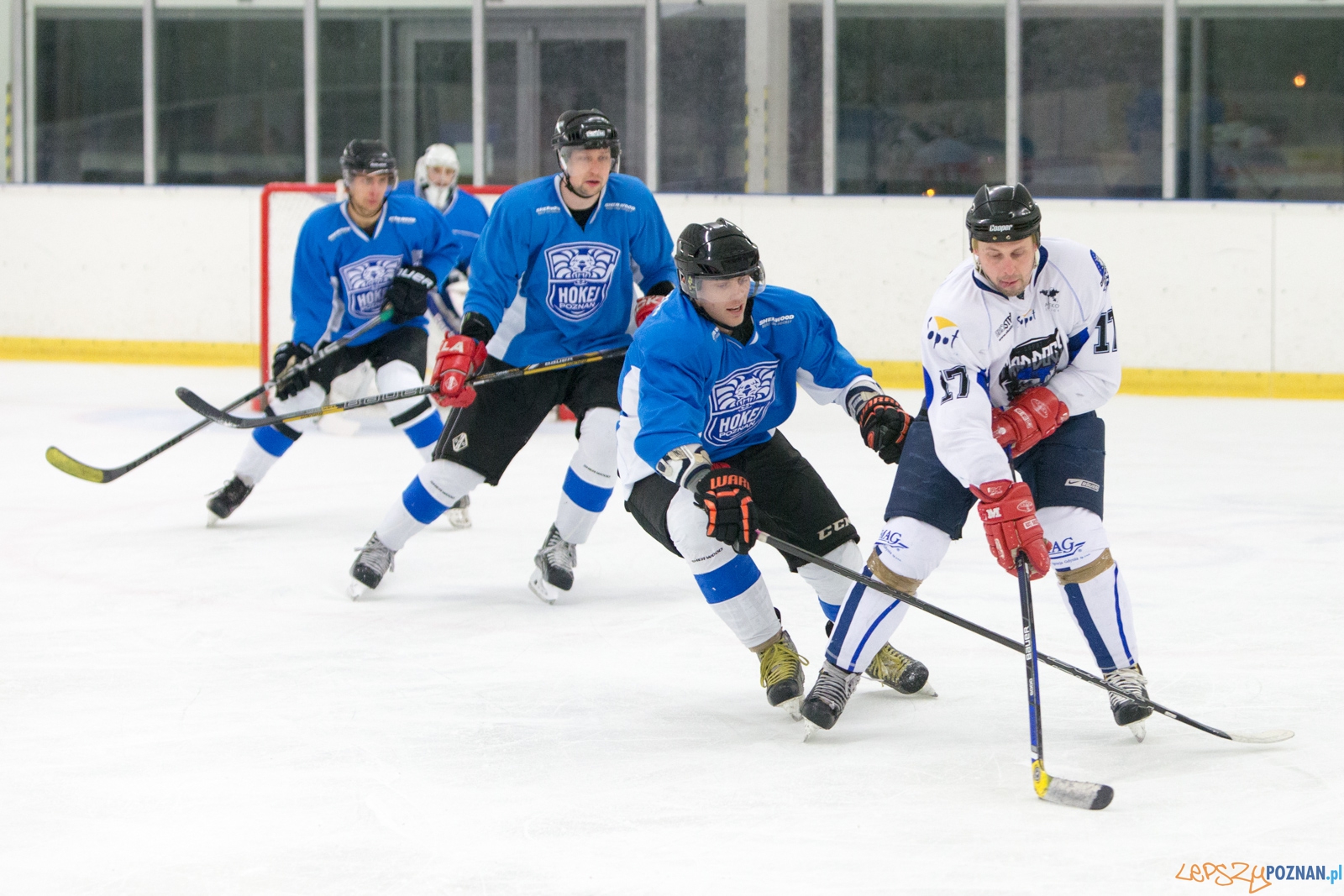 II liga hokeja na lodzie: Hokej Poznań- SKH Mad Dogs Sopot  Foto: lepszyPOZNAN.pl / Piotr Rychter