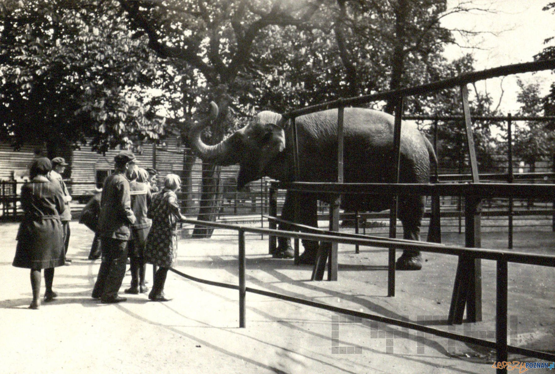 Uczniowie Zakładu dla Głuchoniemych na Śródce w ZOO - 1930  Foto: Cyryl / Archiwum Zakładu dla Głuchoniemych na Śródce