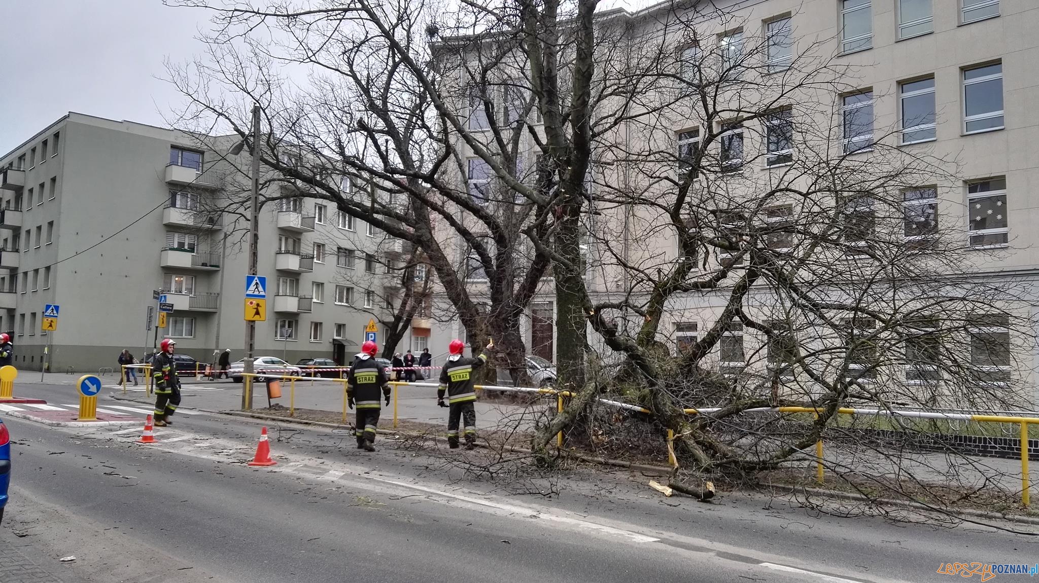 Runęło drzewo na Łukaszewicza  Foto: Tamara Tyrańska-Szczęsny